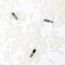 2.12*12MM Pet Animal Microchip Glass Tag Chip FDX-B ICAR Number ISO11784/5 RFID Implant ID Dogs Cat Chip Syringe Inject w/Implanter